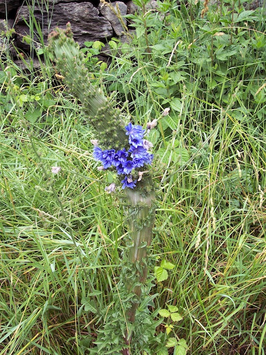 Cichorium intybus, fasciazione